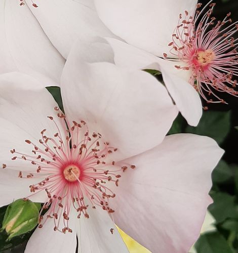 Rosa Astronomia® - rosa sin fragancia - Árbol de Rosas Flor Simple - rosal de pie alto - rosa - Alain Meilland- forma de corona tupida - Rosal de árbol con una multitud de flores planas de pocos pétalos.